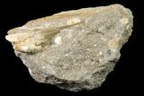 Otodus Shark Tooth Fossil in Rock - Eocene #161106-1